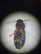 Anisodactylus (Anadaptus) discoideus Dejean 1831 resmi