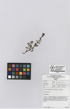 Image of Phyllopodium