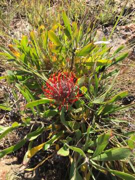 Image of Leucospermum gerrardii Stapf