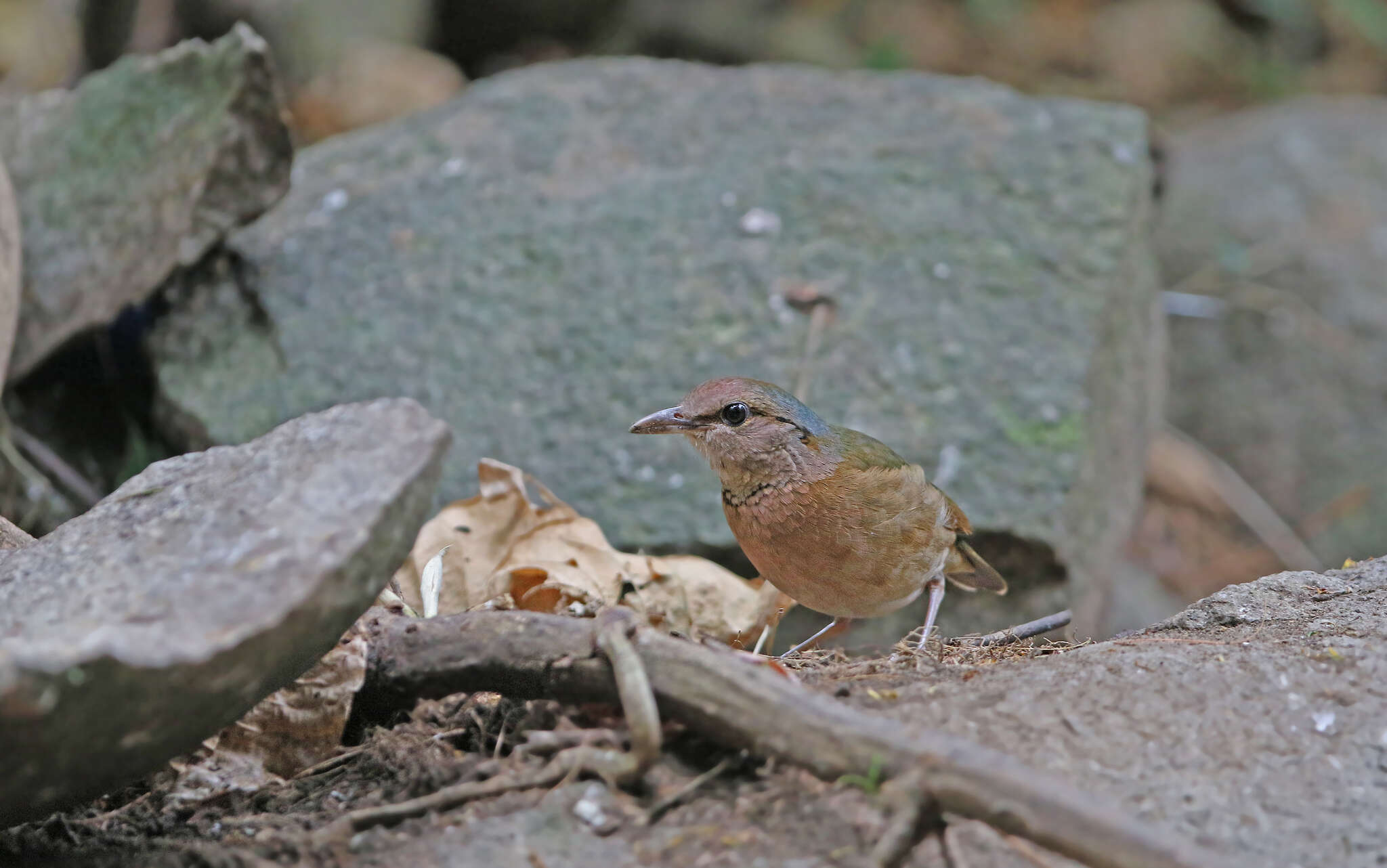 Image of Blue-rumped Pitta