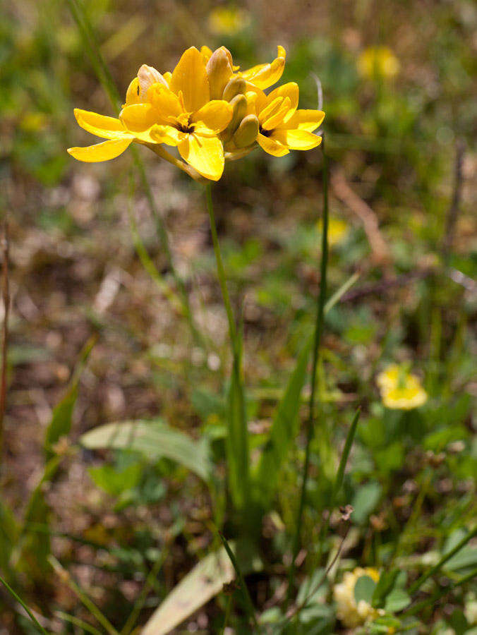 Image of Ixia dubia Vent.