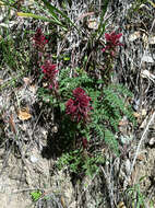 Слика од Pedicularis densiflora Benth.