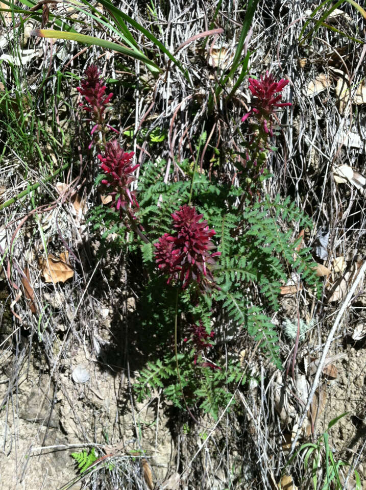 Слика од Pedicularis densiflora Benth.