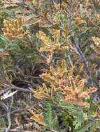 Sivun Banksia aculeata A. S. George kuva