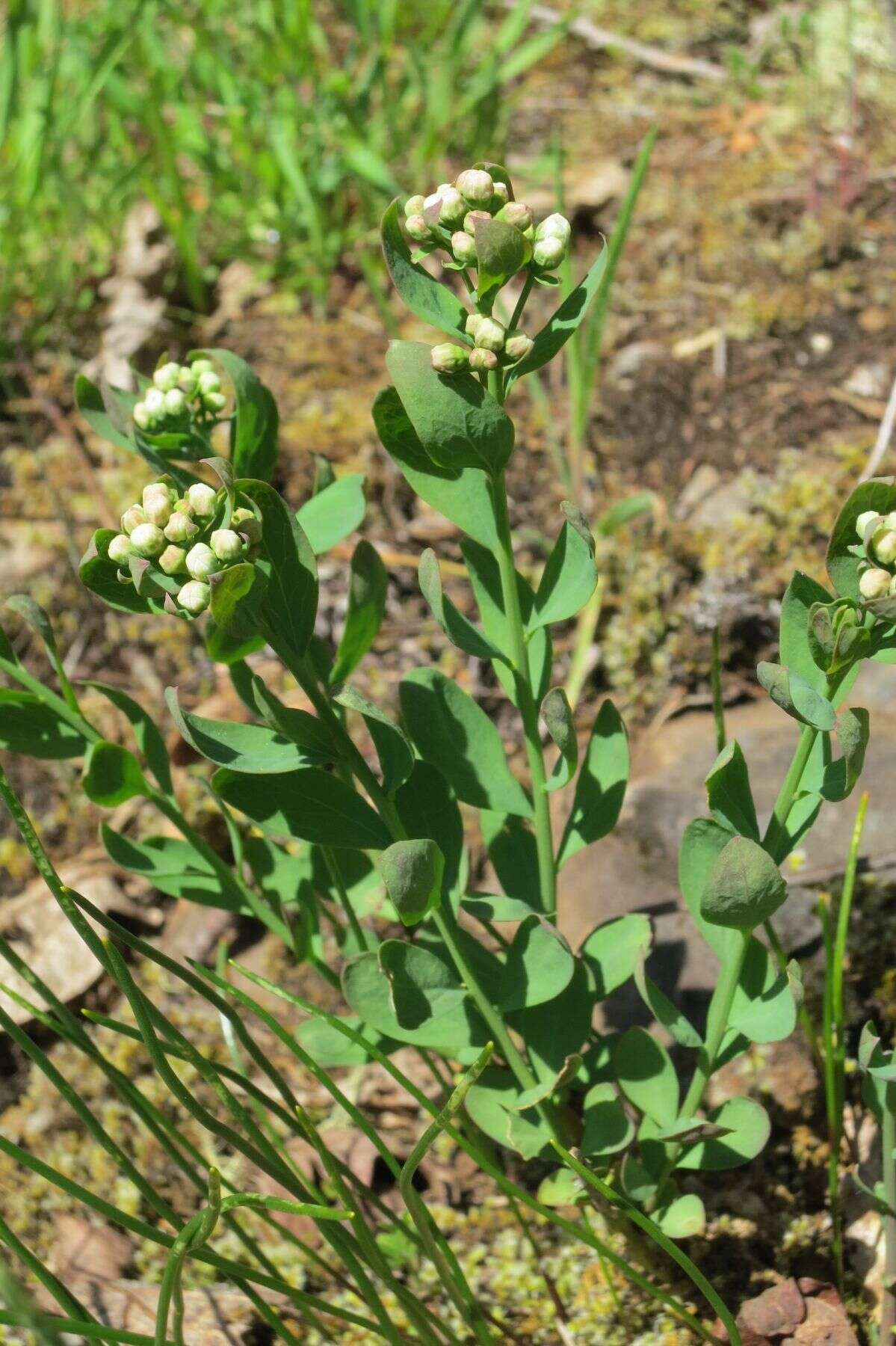 Image of California bastard toadflax