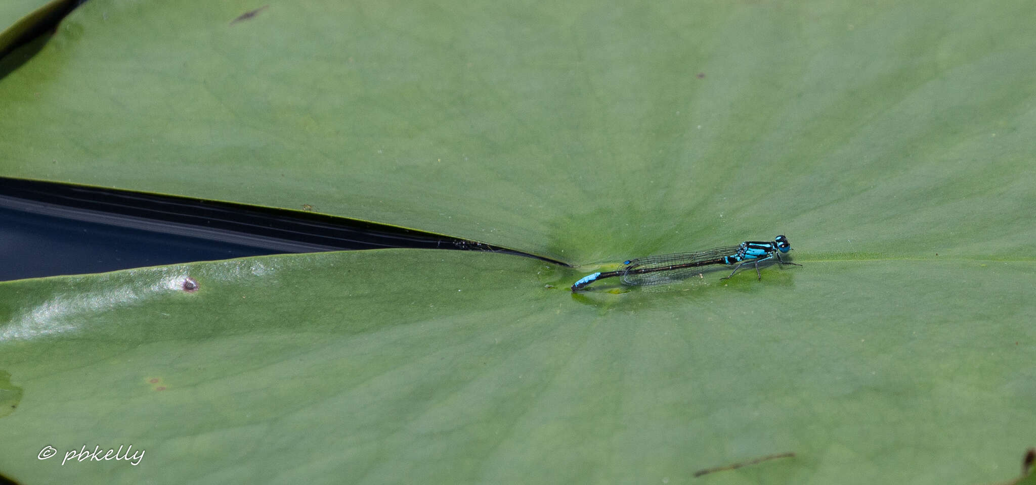 Image of Lilypad Forktail