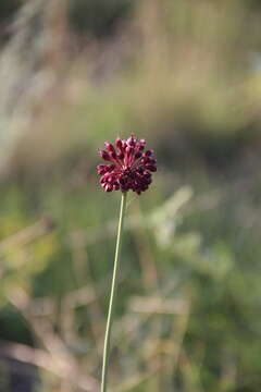 Image of Allium fuscoviolaceum Fomin