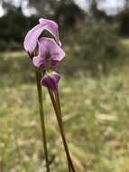 Image of Diuris punctata var. punctata