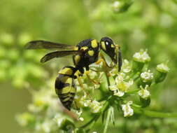 Image of Parodontodynerus ephippium (Klug 1817)