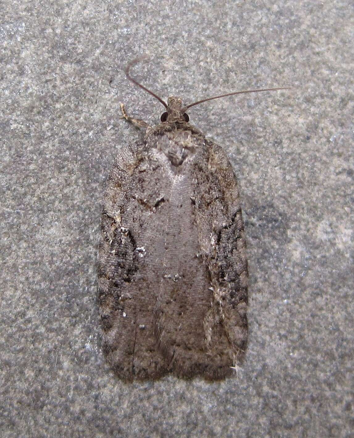 Image of Acleris chalybeana Fernald 1882