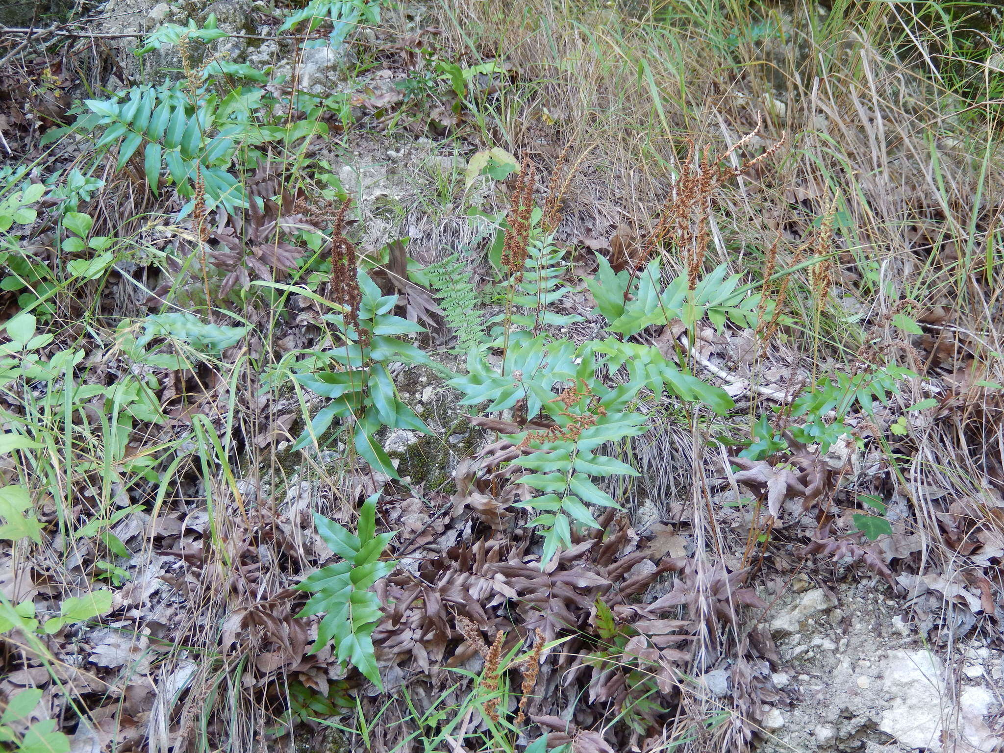 Image of Mexican fern