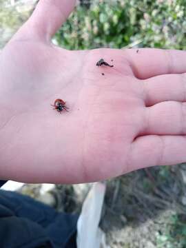 Image of Greenland Transverse Lady Beetle