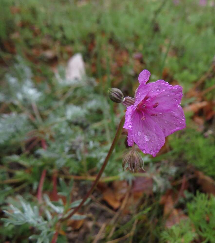 Image of Erodium elatum (Formánek) R. T. F. Clifton