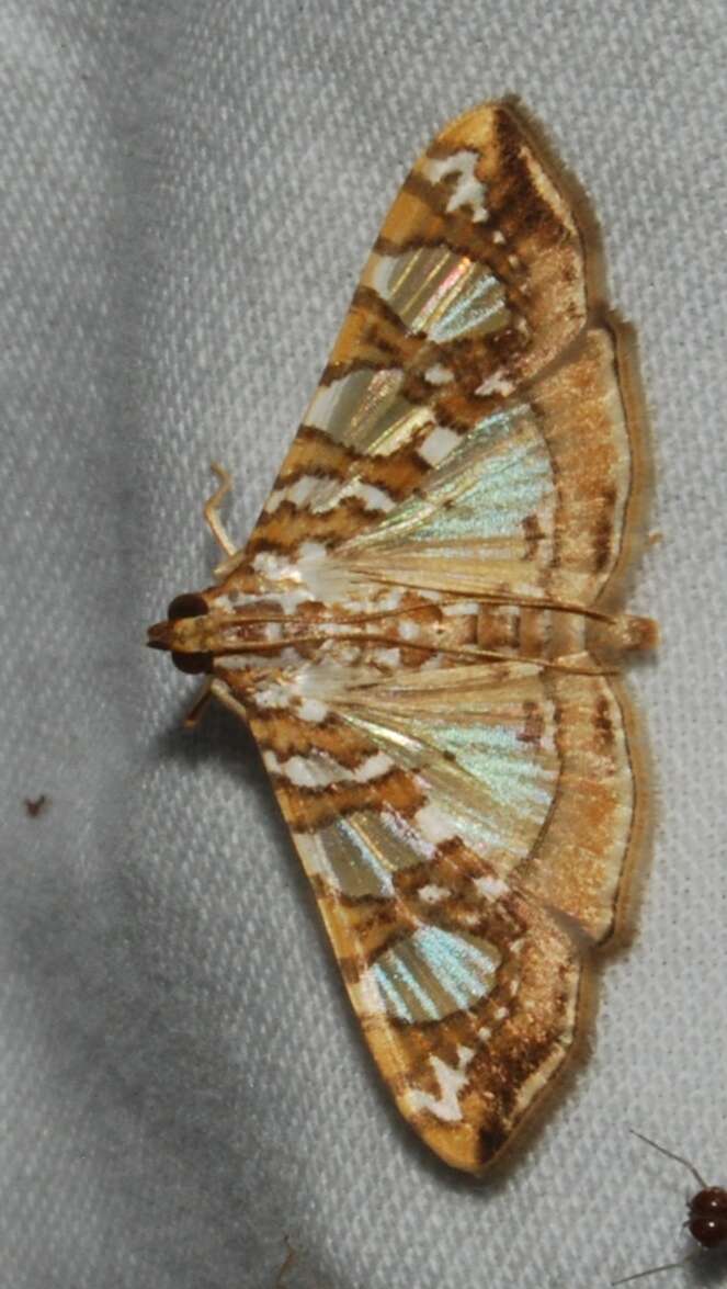 Image of Mulberry Leaftier Moth