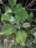 Image de <i>Brachyglottis <i>rotundifolia</i></i> var. rotundifolia