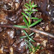 Plancia ëd Galium uniflorum Michx.