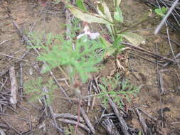 Image of Pelargonium senecioides L'Her.