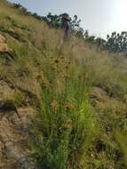 Image of Leonotis ocymifolia var. schinzii (Gürke) Iwarsson