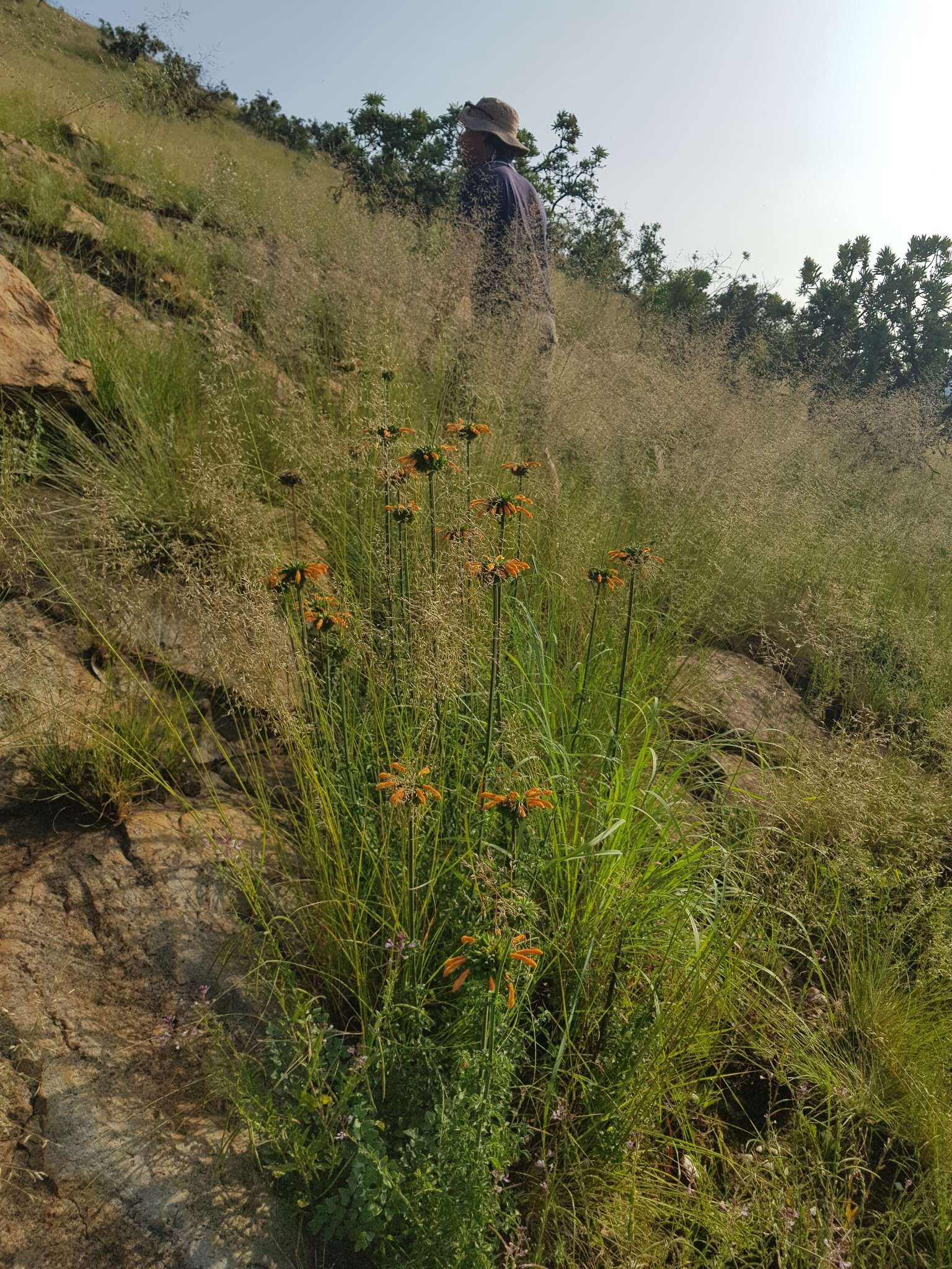 Image of Leonotis ocymifolia var. schinzii (Gürke) Iwarsson