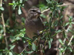 Image of White-throated Canary