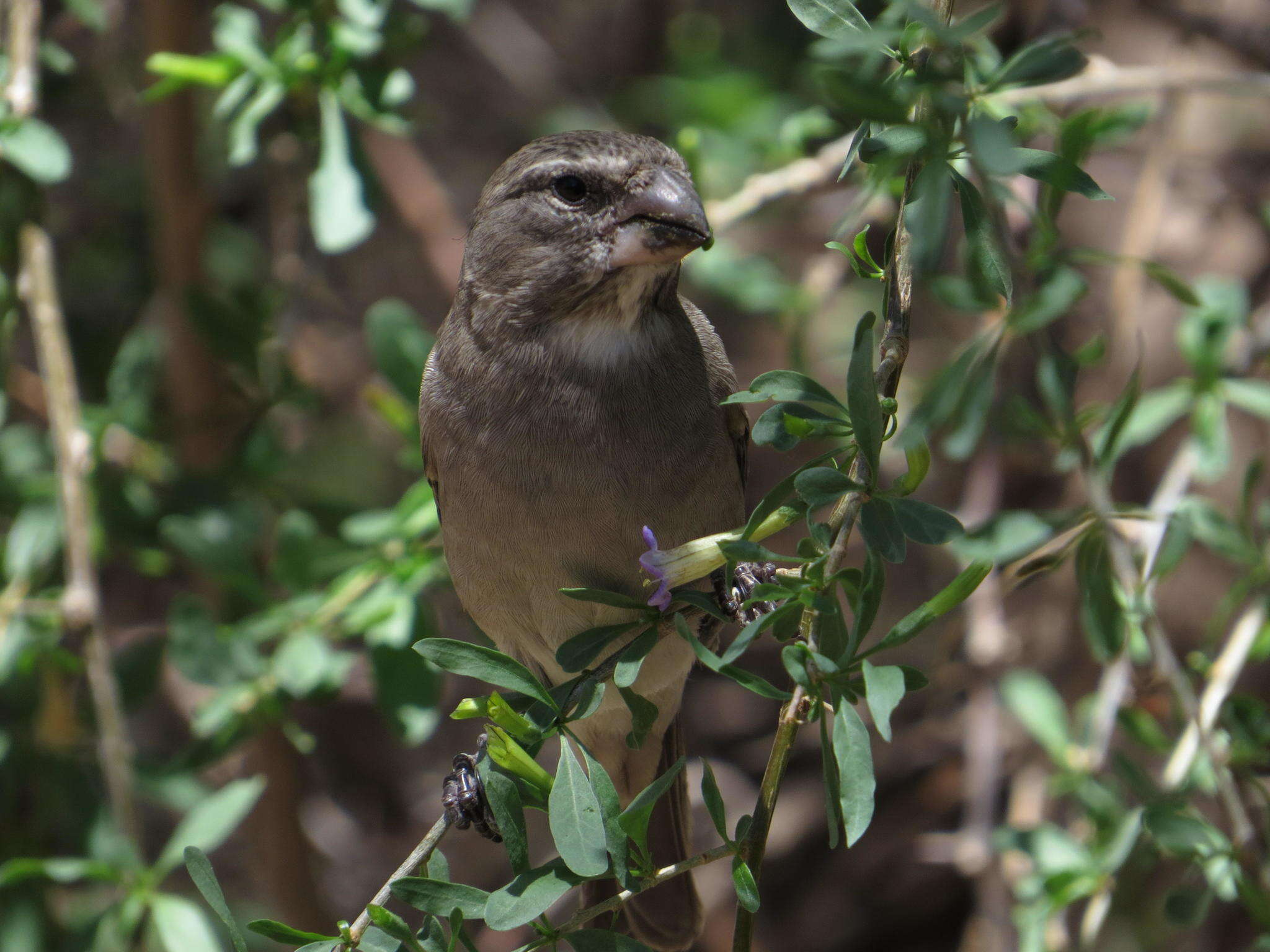 Image of White-throated Canary