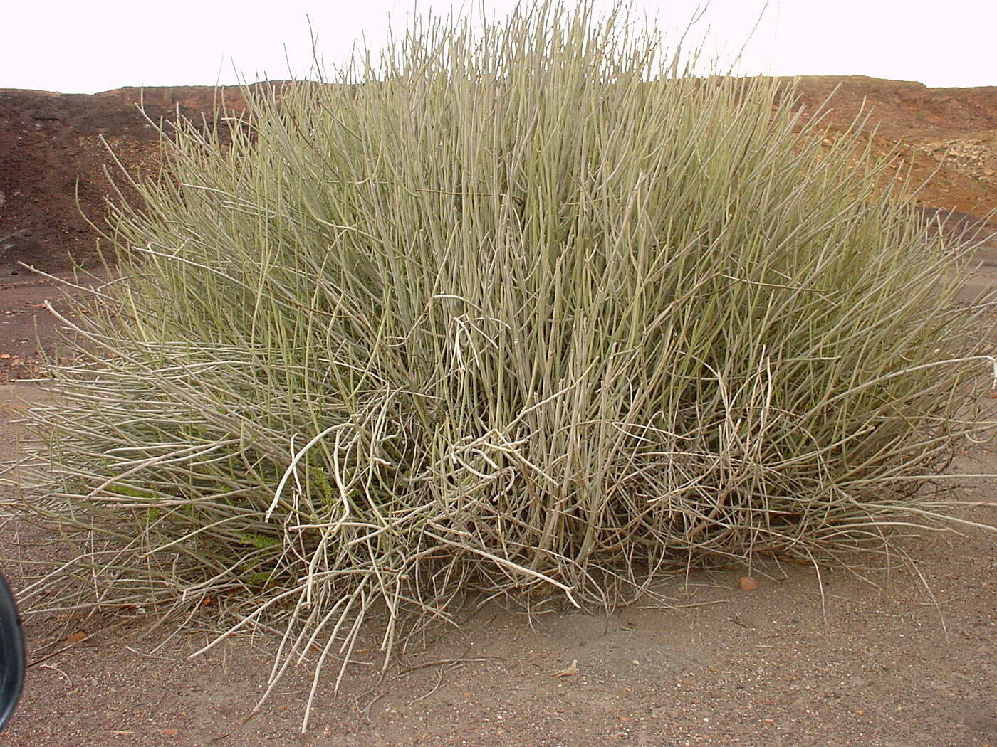 Image of Damara milk-bush