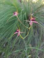 Image of Carousel spider orchid