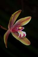 Cymbidium finlaysonianum Lindl.的圖片