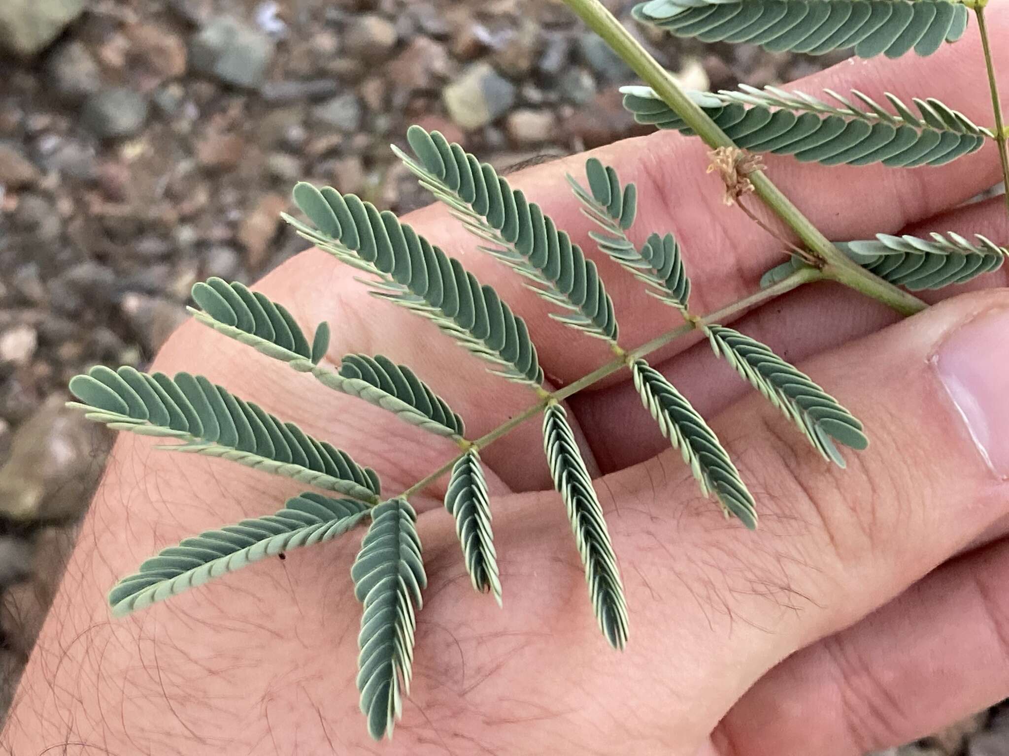 Image of Desmanthus fruticosus Rose