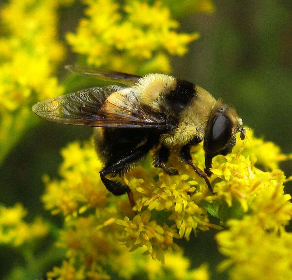 Imagem de Eristalis flavipes Walker 1849