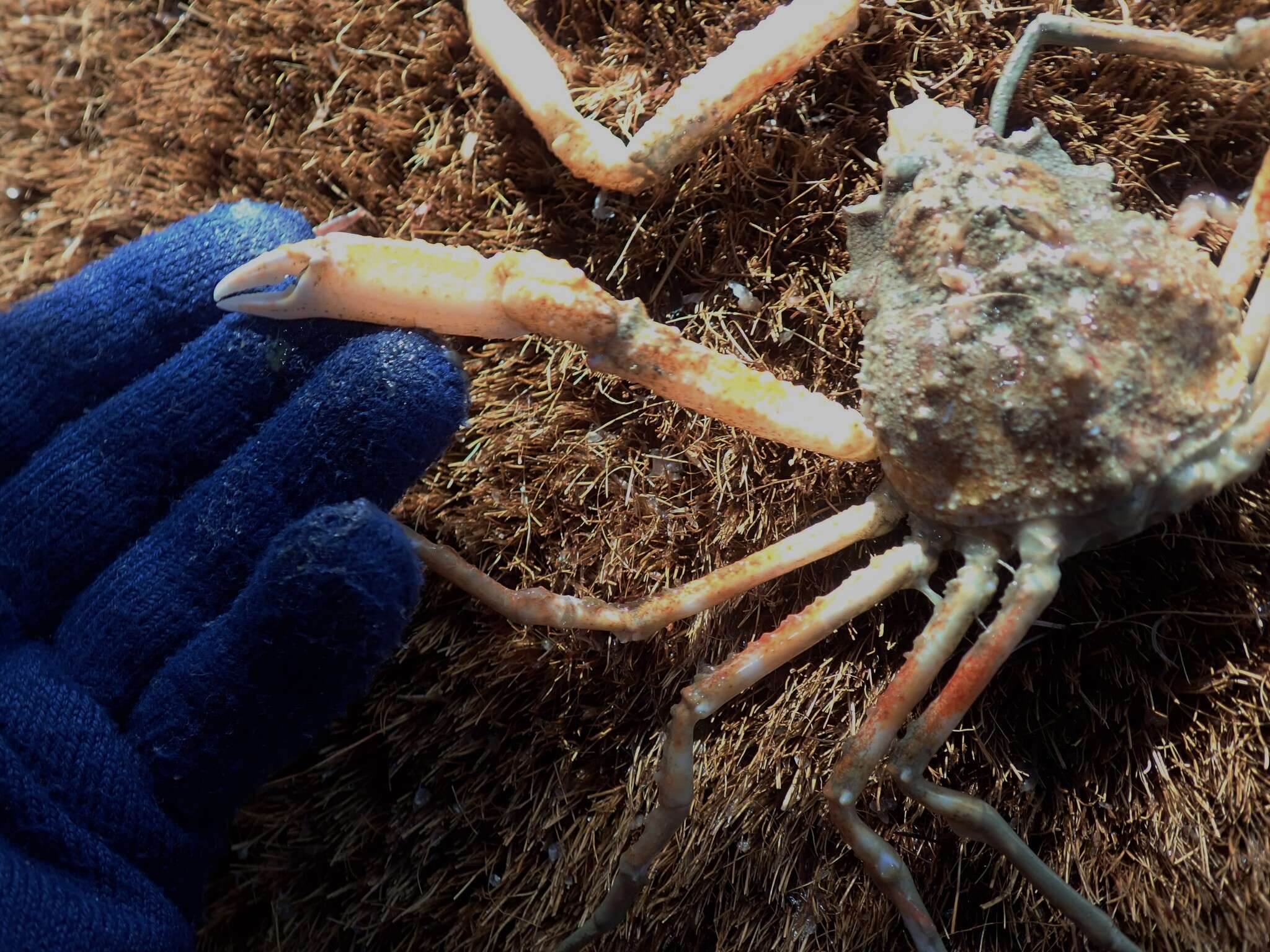 Image of Pacific lyre crab