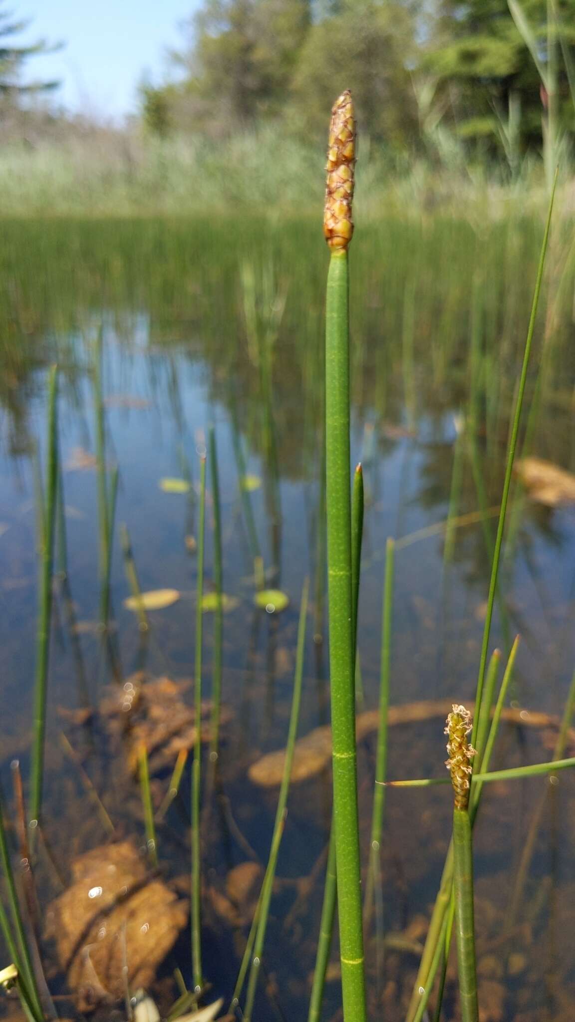 Image of jointed spikesedge