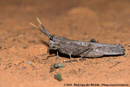 Image of Lamarckiana cucullata (Stoll & C. 1813)