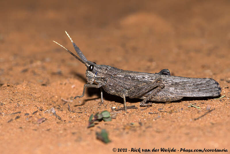 Image de Lamarckiana cucullata (Stoll & C. 1813)