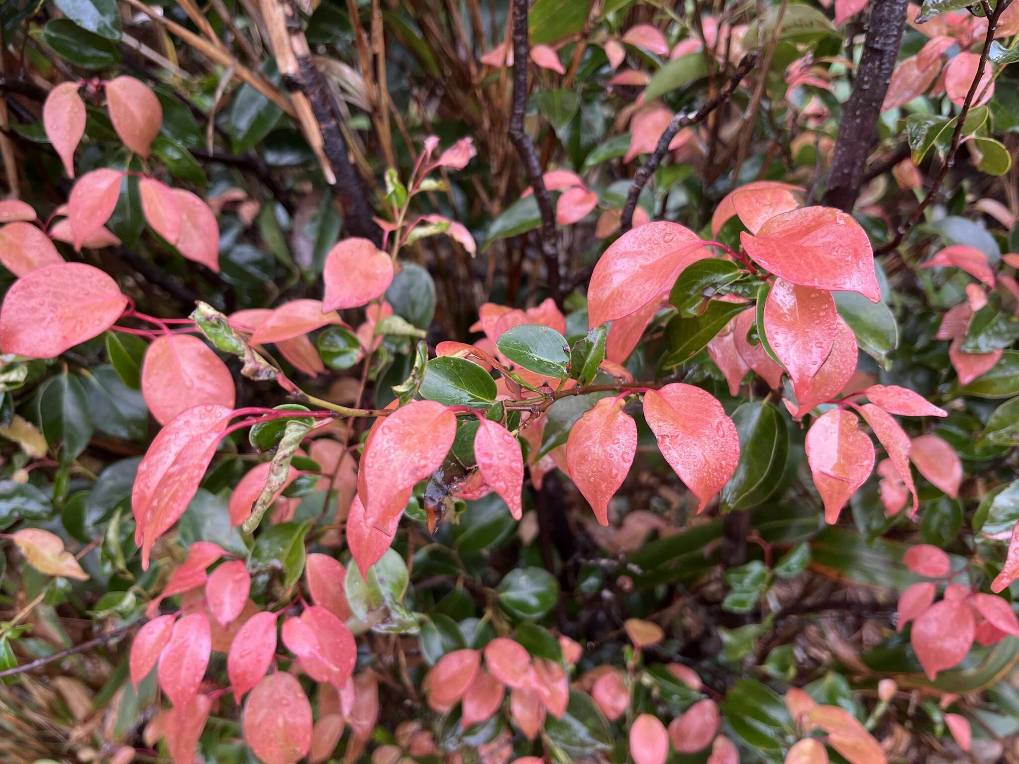 Image of Pentaphylax euryoides Gardner & Champ.