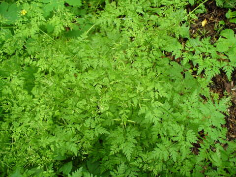 Image of garden chervil