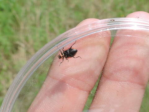 Image of Spotted Lady Beetle