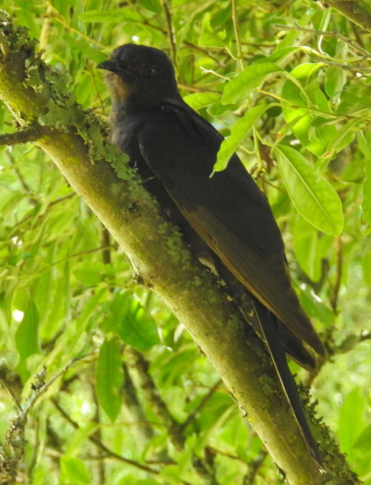 Image of Black Cuckoo