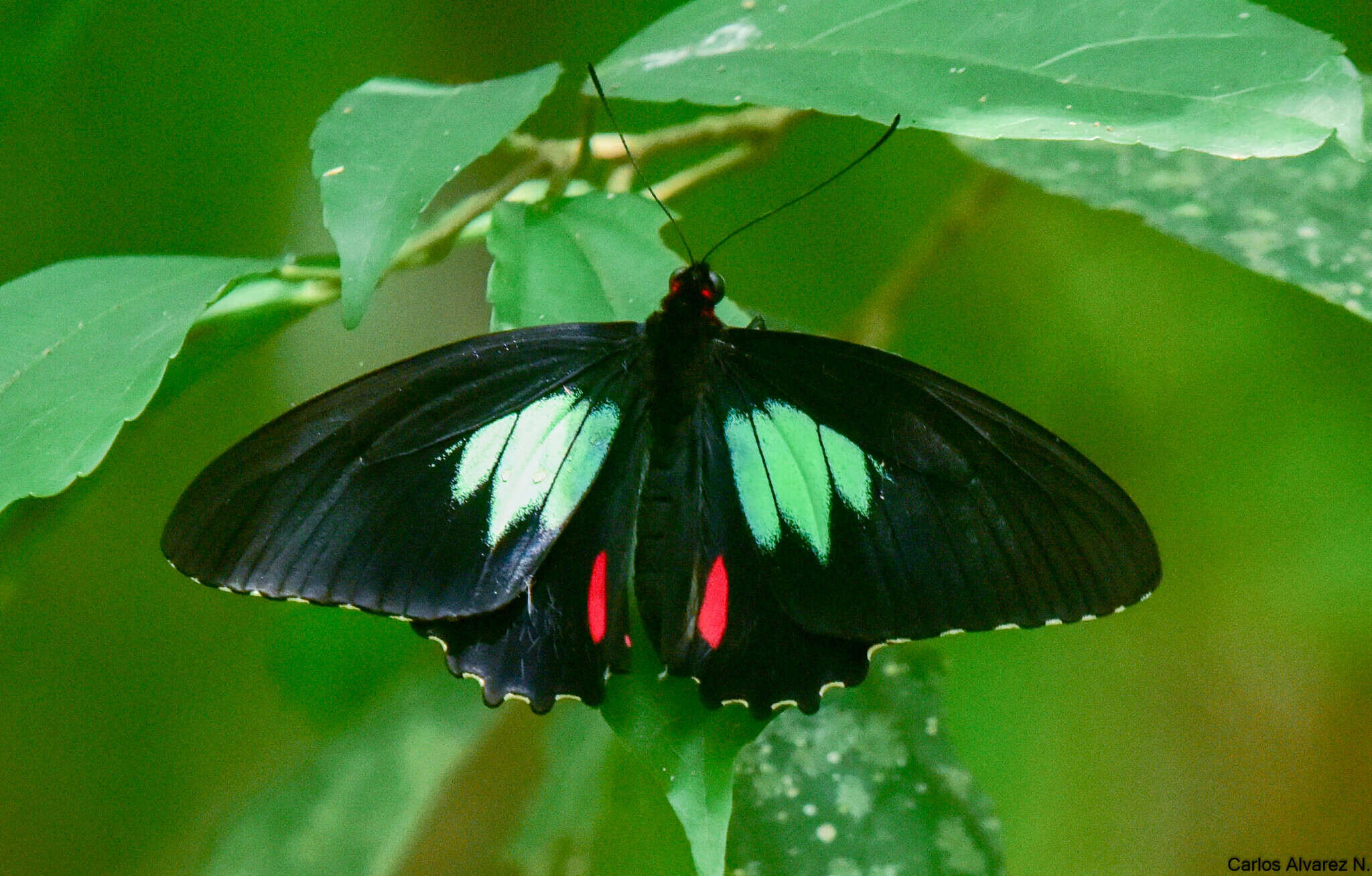 Parides sesostris (Cramer (1779)) resmi