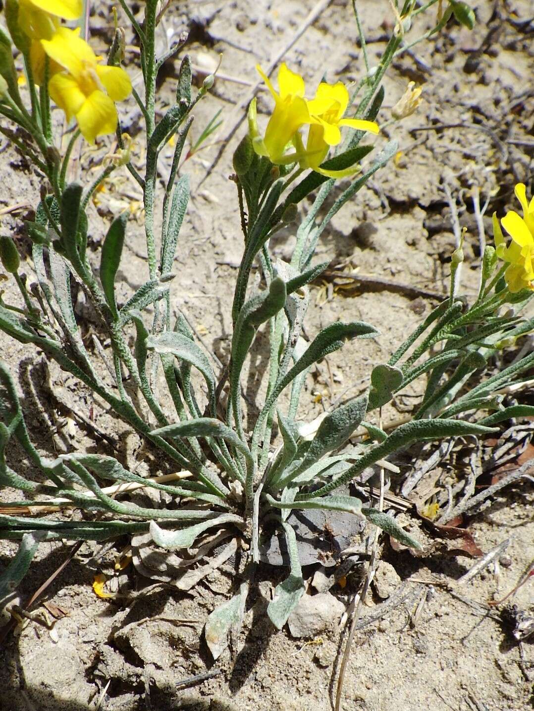 Image of alpine bladderpod