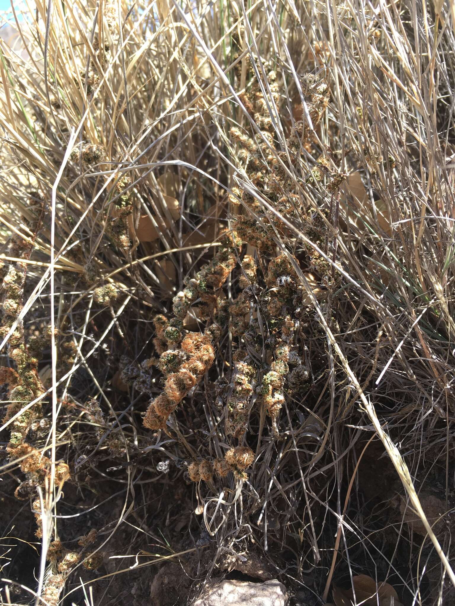 Image of beaded lipfern