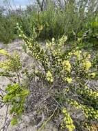 Acacia littorea Maslin的圖片