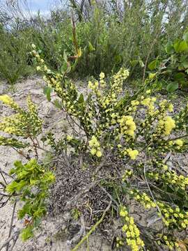 Acacia littorea Maslin的圖片