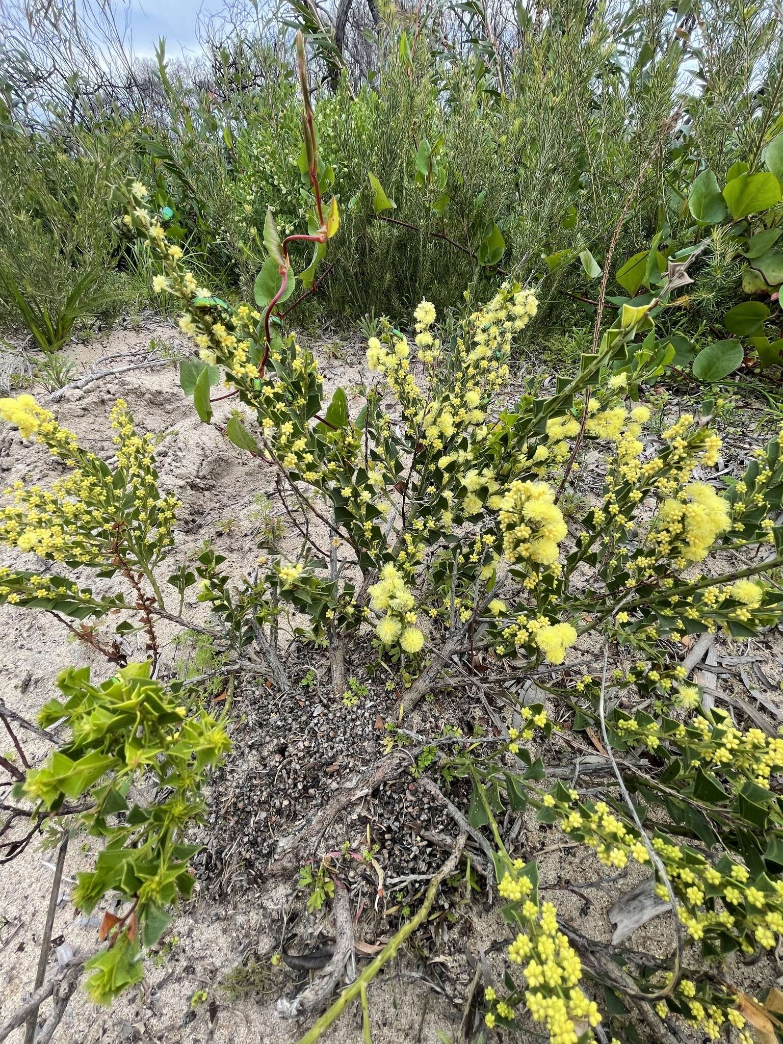 Acacia littorea Maslin的圖片