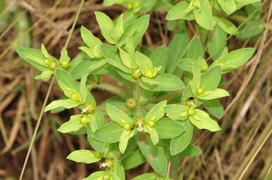 Image of Euphorbia papillosa A. St.-Hil.