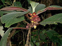 Image of Glossoloma ichthyoderma (Hanst.) J. L. Clark