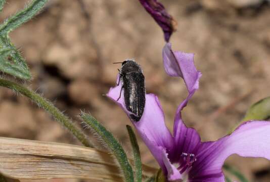 Image of Acmaeodera brevipes Kiesenwetter 1858