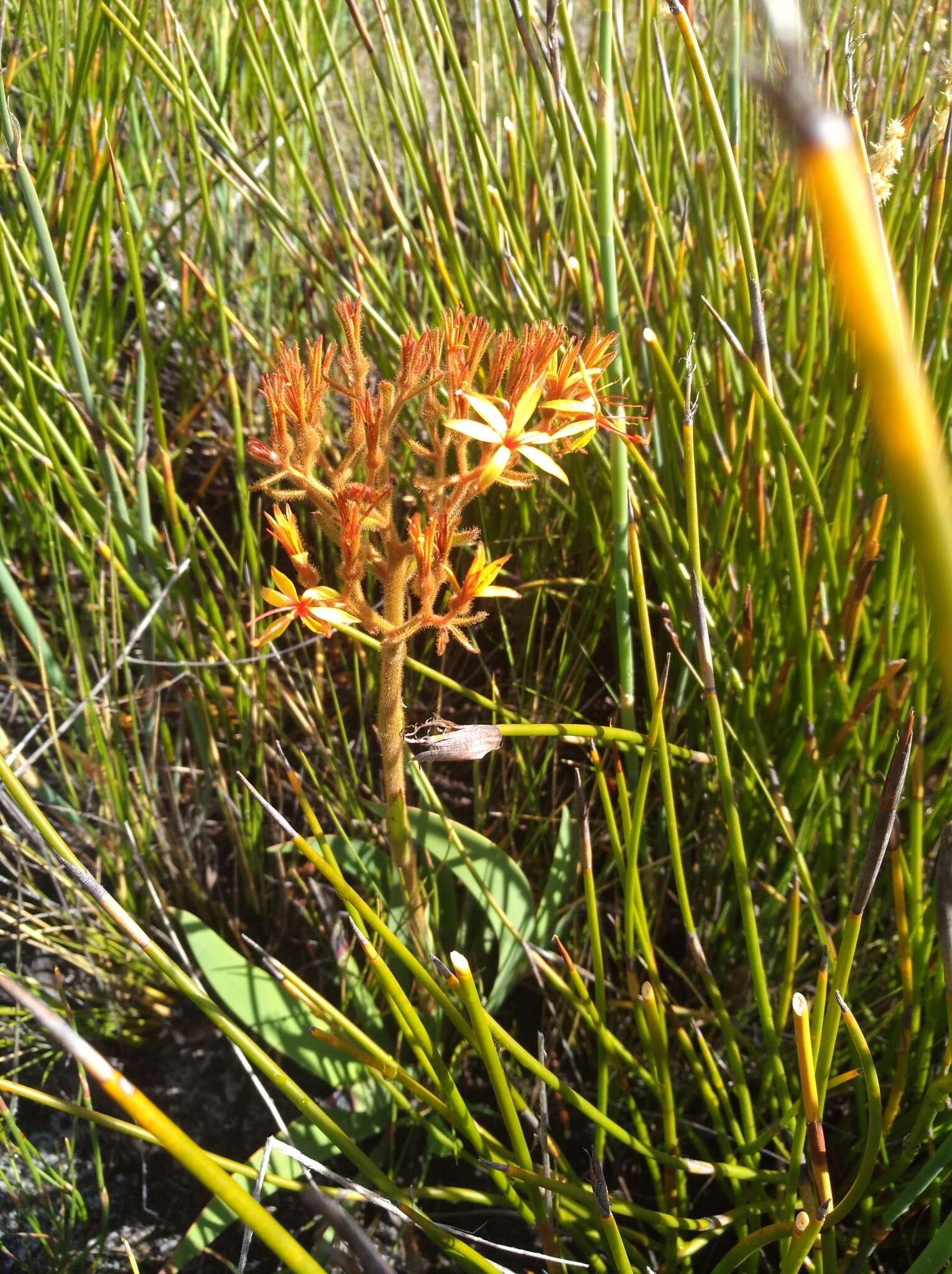 Image of Dilatris viscosa L. fil.