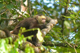 Image of varied capuchin