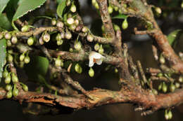 Image de Eurya crenatifolia (Yamamoto) Kobuski